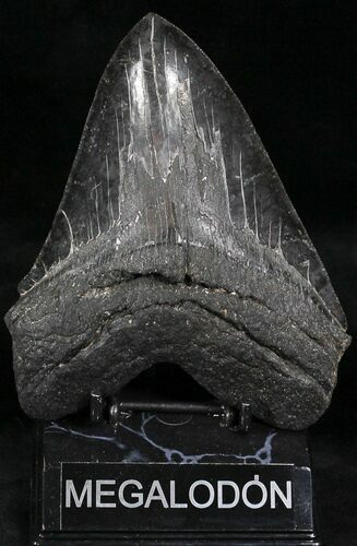 Massive Megalodon Tooth - + Foot Shark #22587